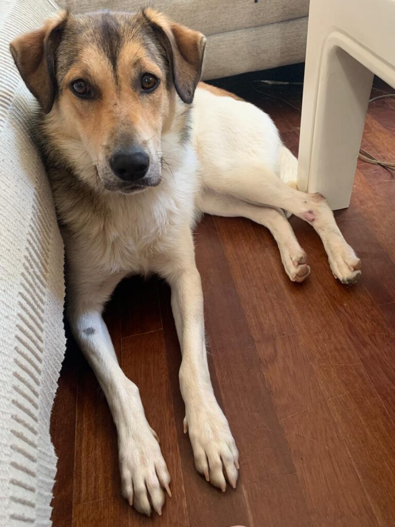 Keiko — Vermittlungshund von Pfoten verbinden (Foto 7)
