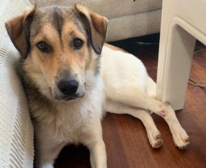 Keiko — Vermittlungshund von Pfoten verbinden (Foto 7)
