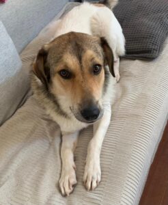 Keiko — Vermittlungshund von Pfoten verbinden (Foto 6)