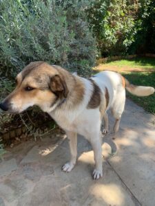 Keiko — Vermittlungshund von Pfoten verbinden (Foto 8)