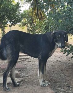 Keiko — Vermittlungshund von Pfoten verbinden (Foto 3)