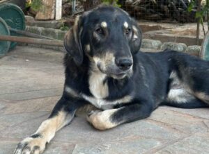 Keiko — Vermittlungshund von Pfoten verbinden (Foto 4)