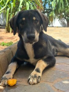 Keiko — Vermittlungshund von Pfoten verbinden (Foto 5)
