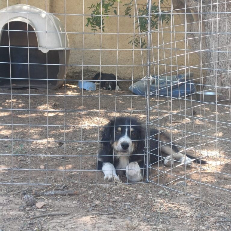 Axel