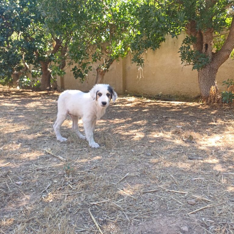Atlas